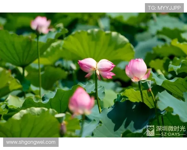 三朵花的约定:时光里的芬芳与重逢 三朵花的约定:时光里的芬芳与重逢